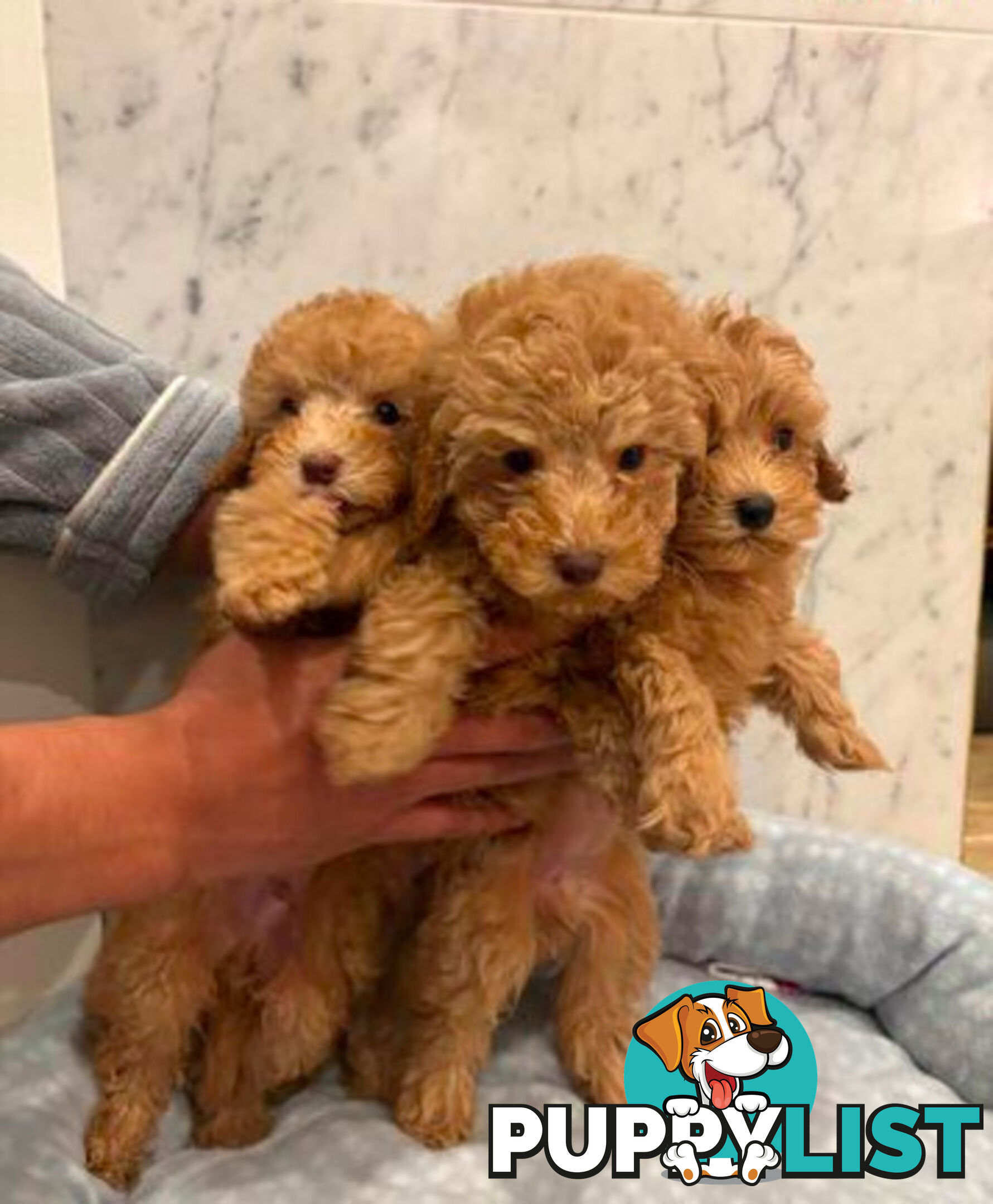 💕Last 2 Adorable DNA Clear Boy| 🐶Tea Cup/Toy F2B Cavoodle