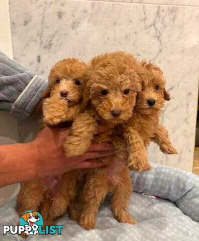 💕Last 2 Adorable DNA Clear Boy| 🐶Tea Cup/Toy F2B Cavoodle