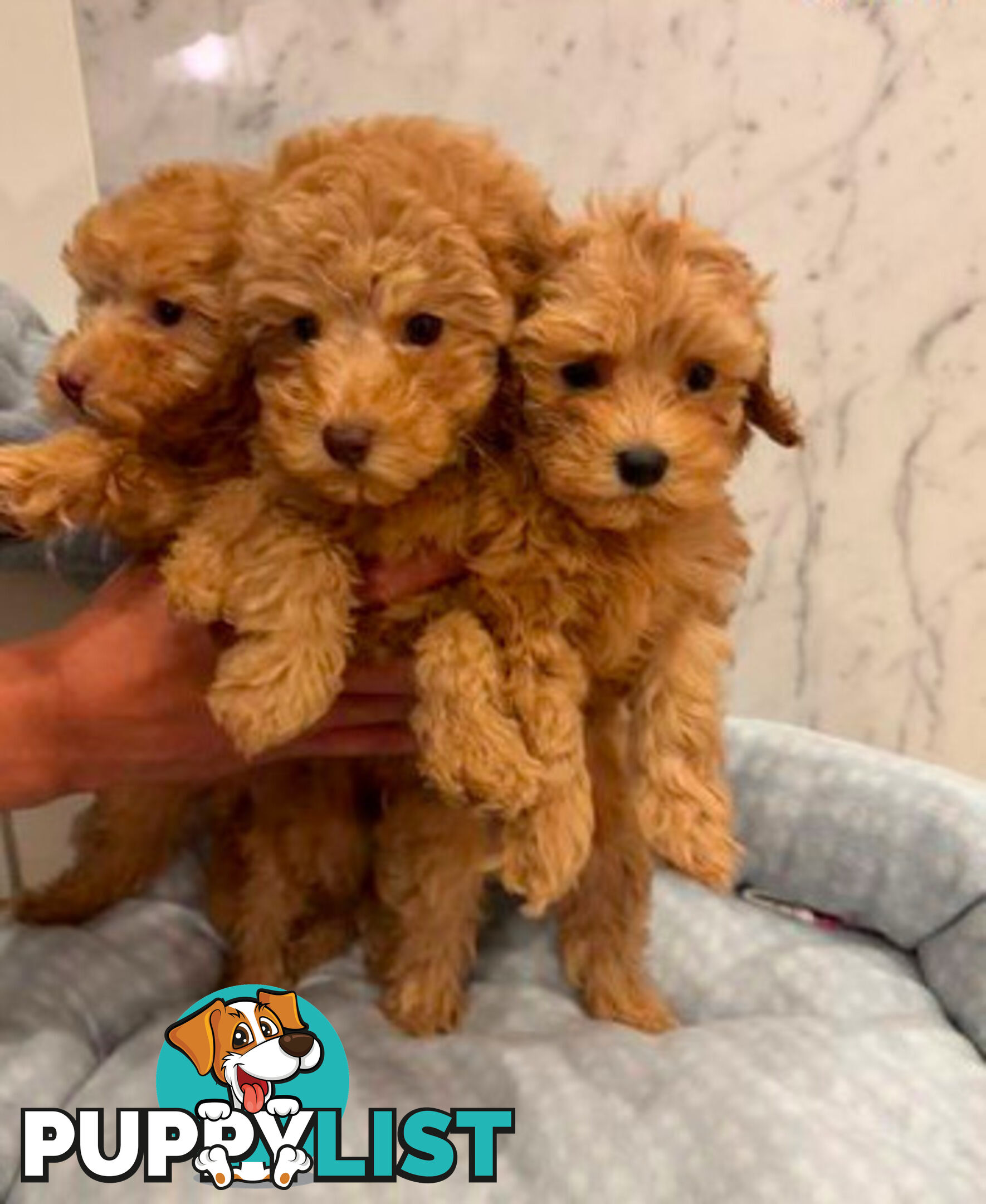 💕Last 2 Adorable DNA Clear Boy| 🐶Tea Cup/Toy F2B Cavoodle