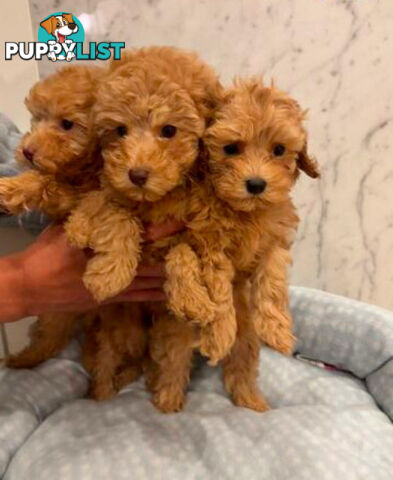 💕Last 2 Adorable DNA Clear Boy| 🐶Tea Cup/Toy F2B Cavoodle