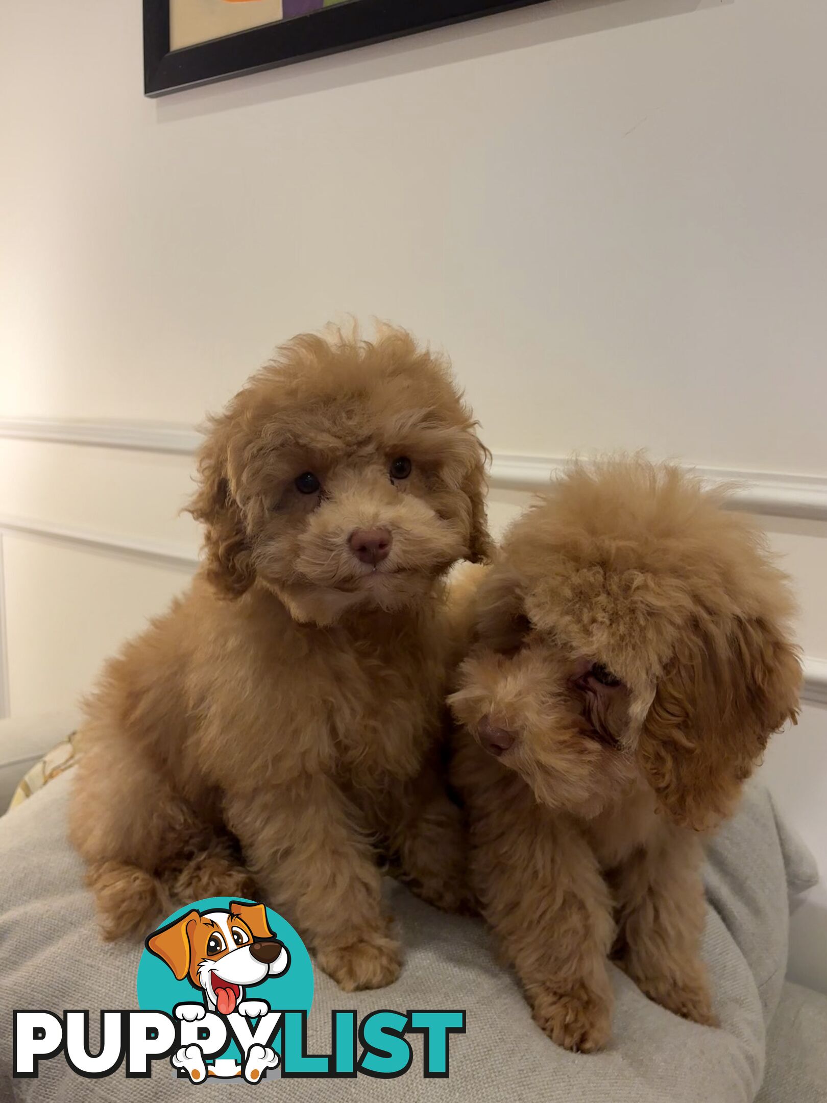 Gorgeous DNA Clear Boy| 🐶Small Toy Size F2B Cavoodle