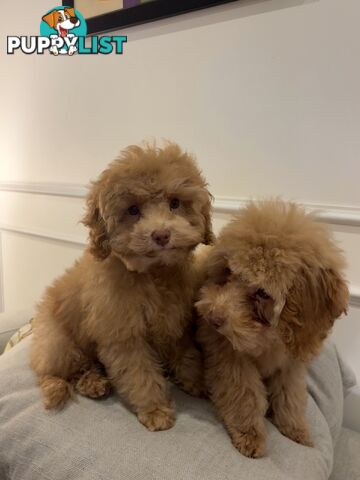 Gorgeous DNA Clear Boy| 🐶Small Toy Size F2B Cavoodle