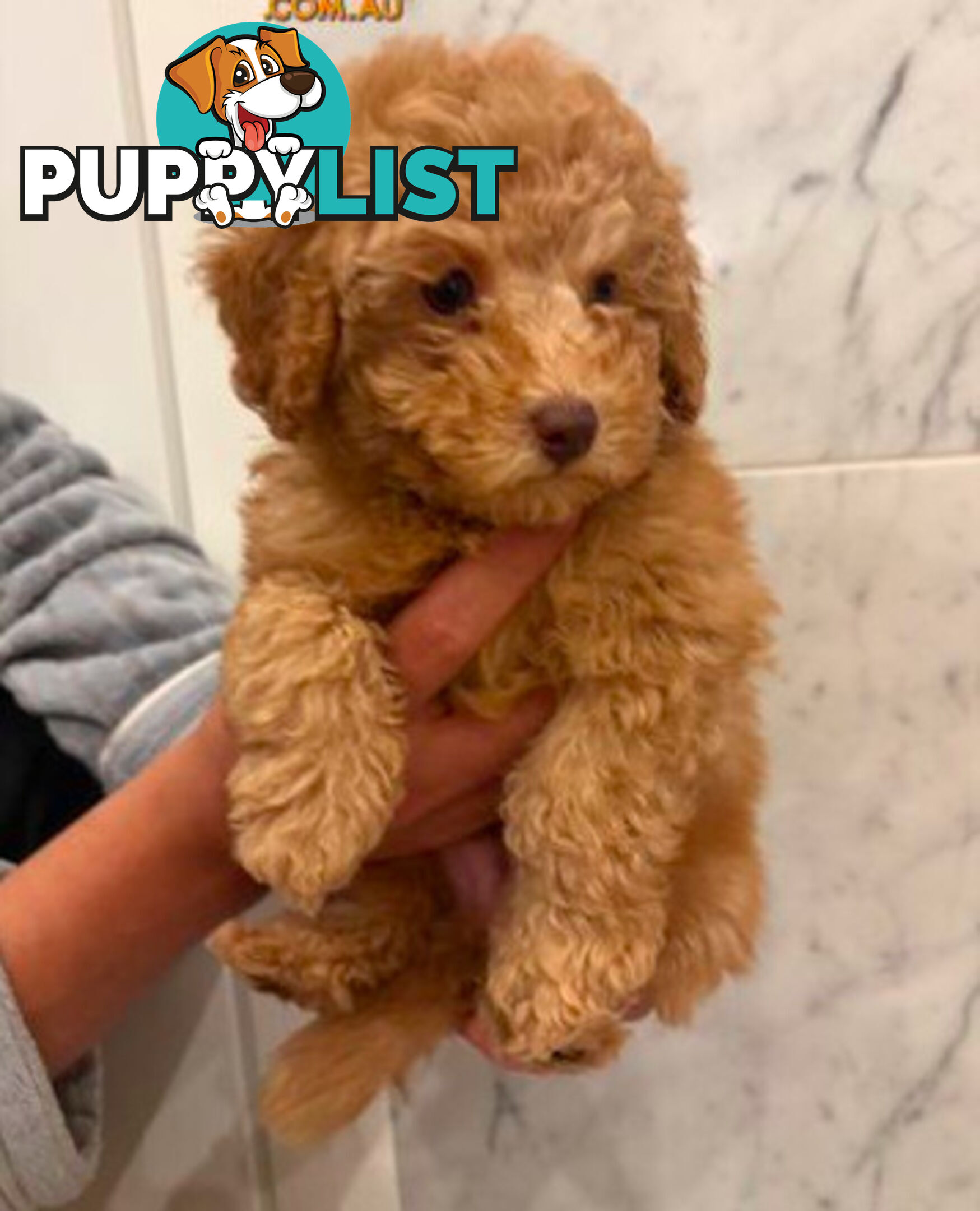 💕Last 2 Adorable DNA Clear Boy| 🐶Tea Cup/Toy F2B Cavoodle