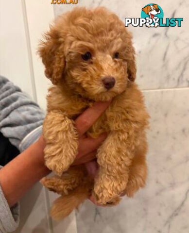 💕Last 2 Adorable DNA Clear Boy| 🐶Tea Cup/Toy F2B Cavoodle