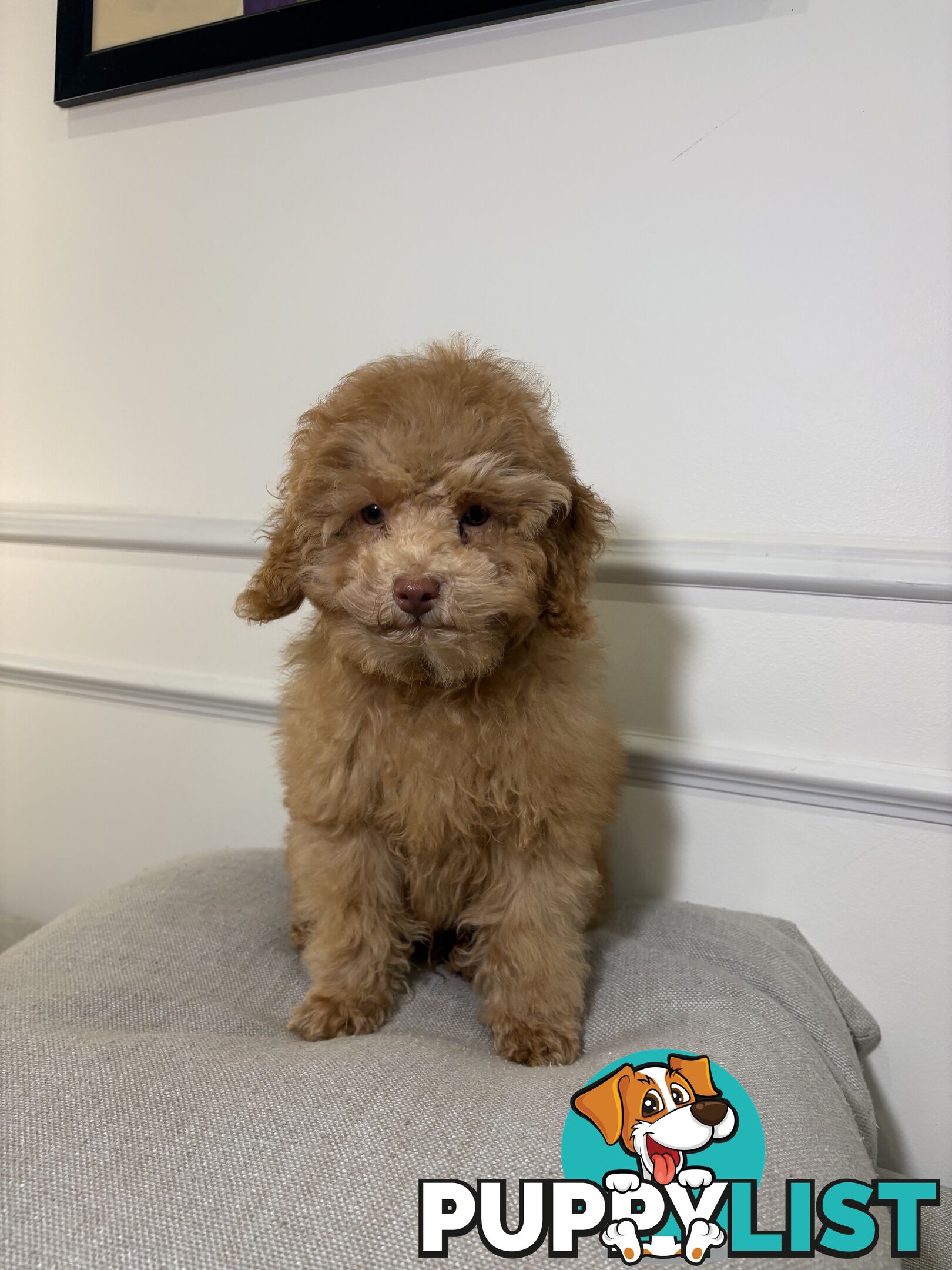 Gorgeous DNA Clear Boy| 🐶Small Toy Size F2B Cavoodle