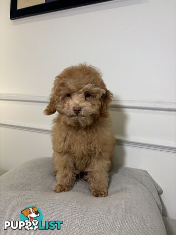 Gorgeous DNA Clear Boy| 🐶Small Toy Size F2B Cavoodle
