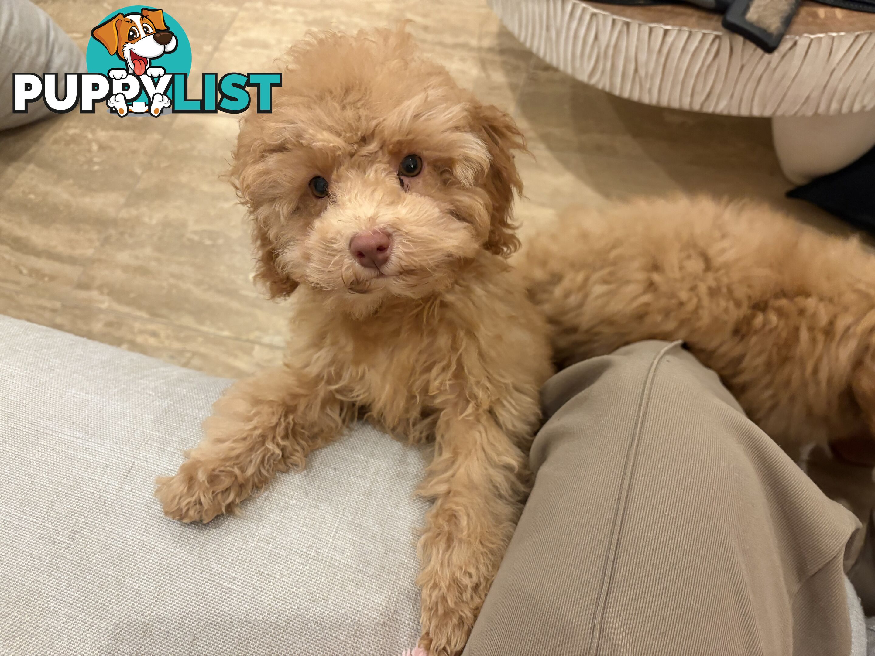 Gorgeous DNA Clear Boy| 🐶Small Toy Size F2B Cavoodle