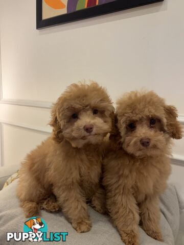 Gorgeous DNA Clear Boy| 🐶Small Toy Size F2B Cavoodle