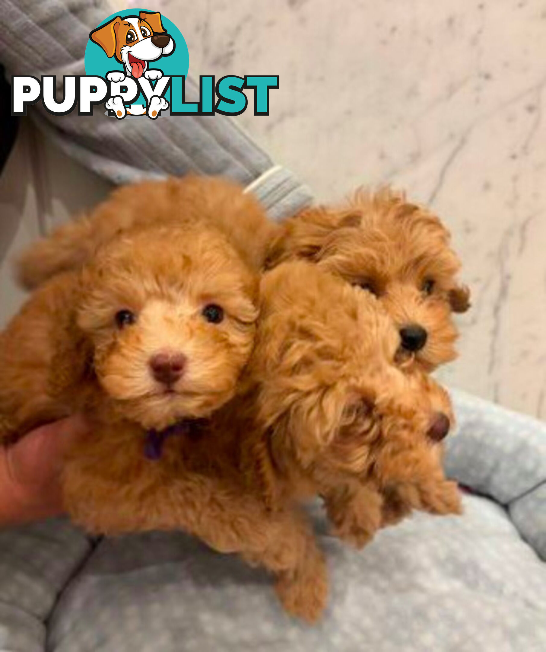 💕Last 2 Adorable DNA Clear Boy| 🐶Tea Cup/Toy F2B Cavoodle