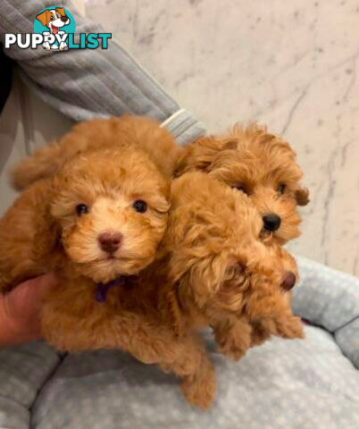 💕Last 2 Adorable DNA Clear Boy| 🐶Tea Cup/Toy F2B Cavoodle