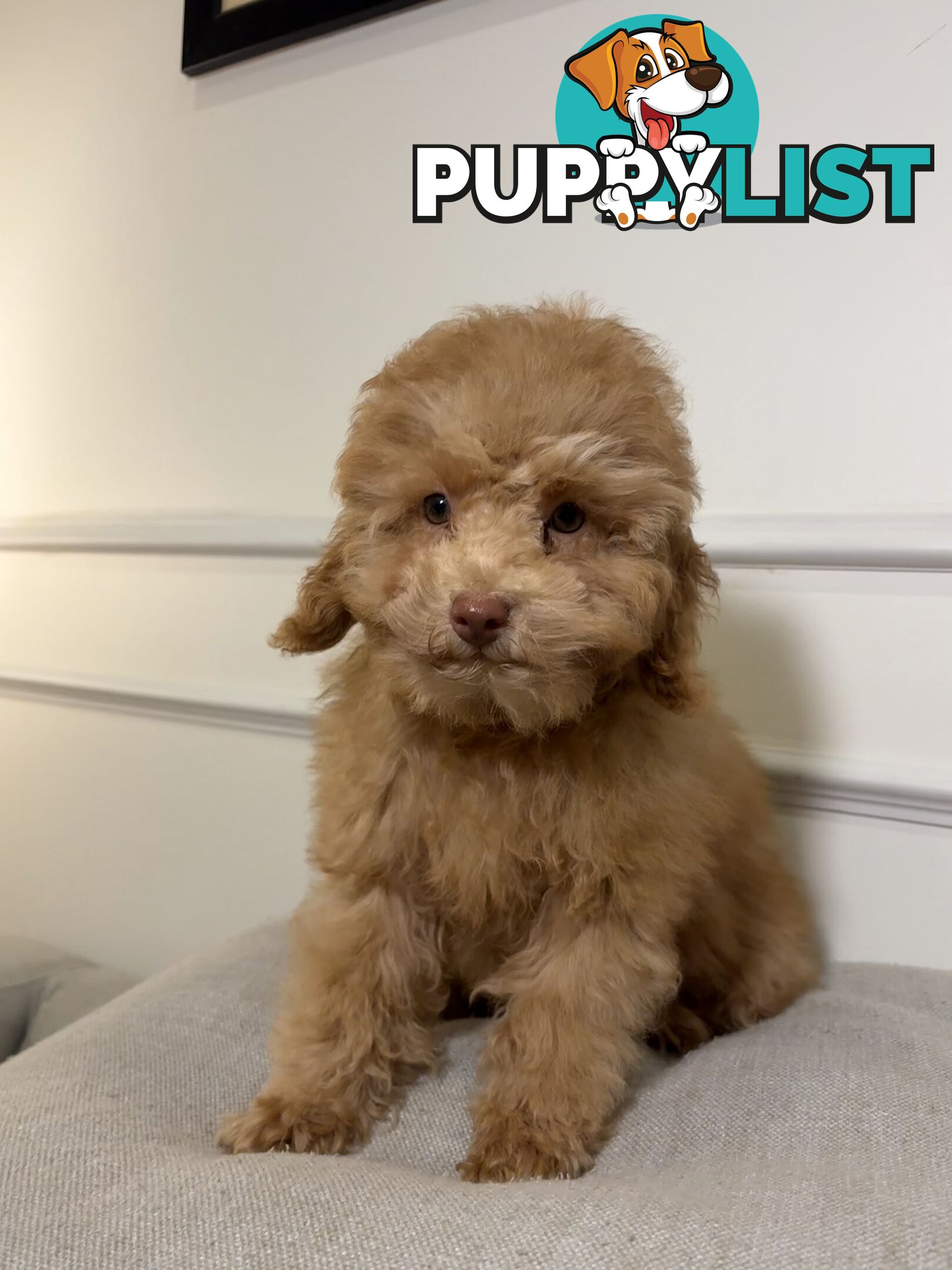 Gorgeous DNA Clear Boy| 🐶Small Toy Size F2B Cavoodle