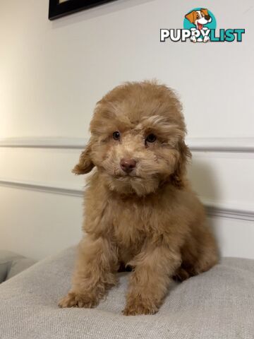Gorgeous DNA Clear Boy| 🐶Small Toy Size F2B Cavoodle