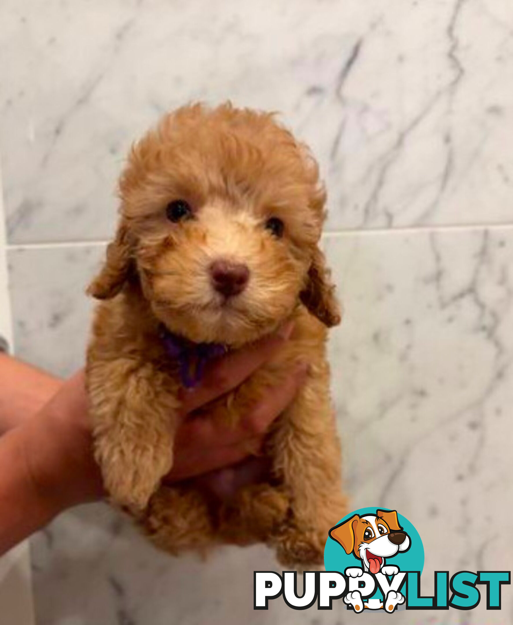 💕Last 2 Adorable DNA Clear Boy| 🐶Tea Cup/Toy F2B Cavoodle