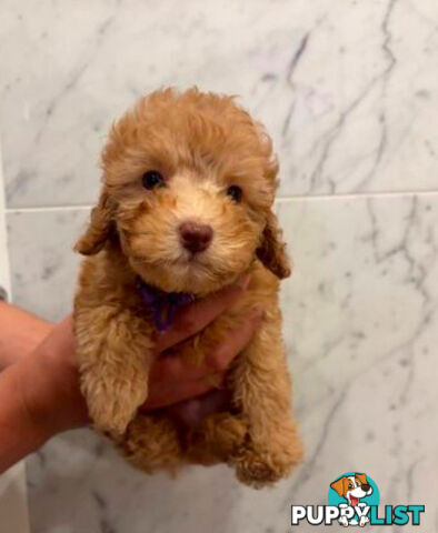 💕Last 2 Adorable DNA Clear Boy| 🐶Tea Cup/Toy F2B Cavoodle