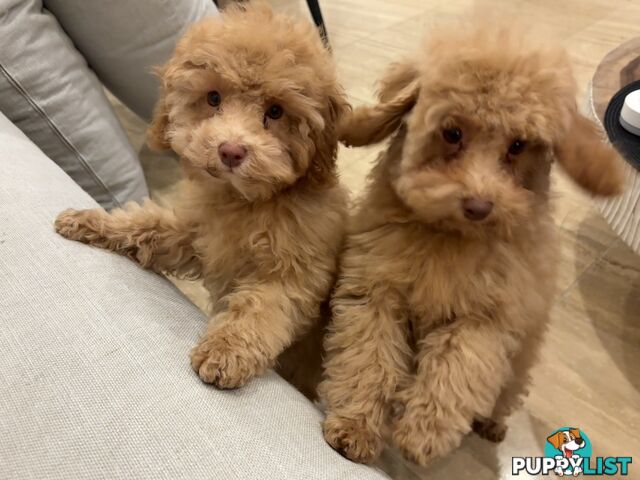 Gorgeous DNA Clear Boy| 🐶Small Toy Size F2B Cavoodle
