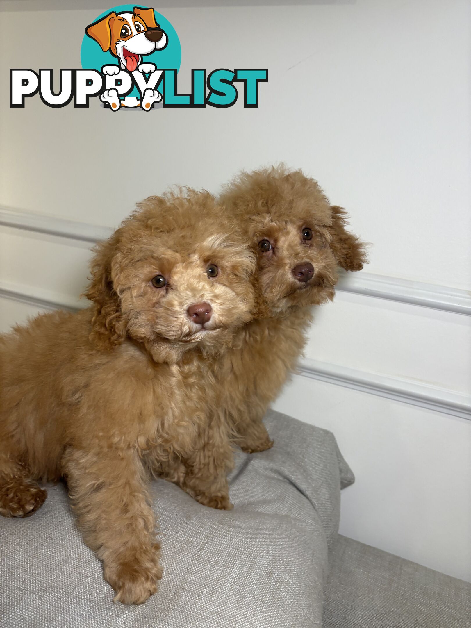 Gorgeous DNA Clear Boy| 🐶Small Toy Size F2B Cavoodle