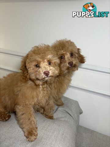 Gorgeous DNA Clear Boy| 🐶Small Toy Size F2B Cavoodle