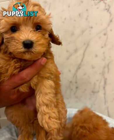 💕Last 3 Super Fluffy DNA Clear| 🐶Tea Cup/Toy F2B Cavoodle