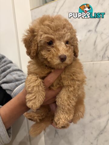 💕Beautiful DNA Clear| 🐶Tea Cup/Toy F2B Cavoodle