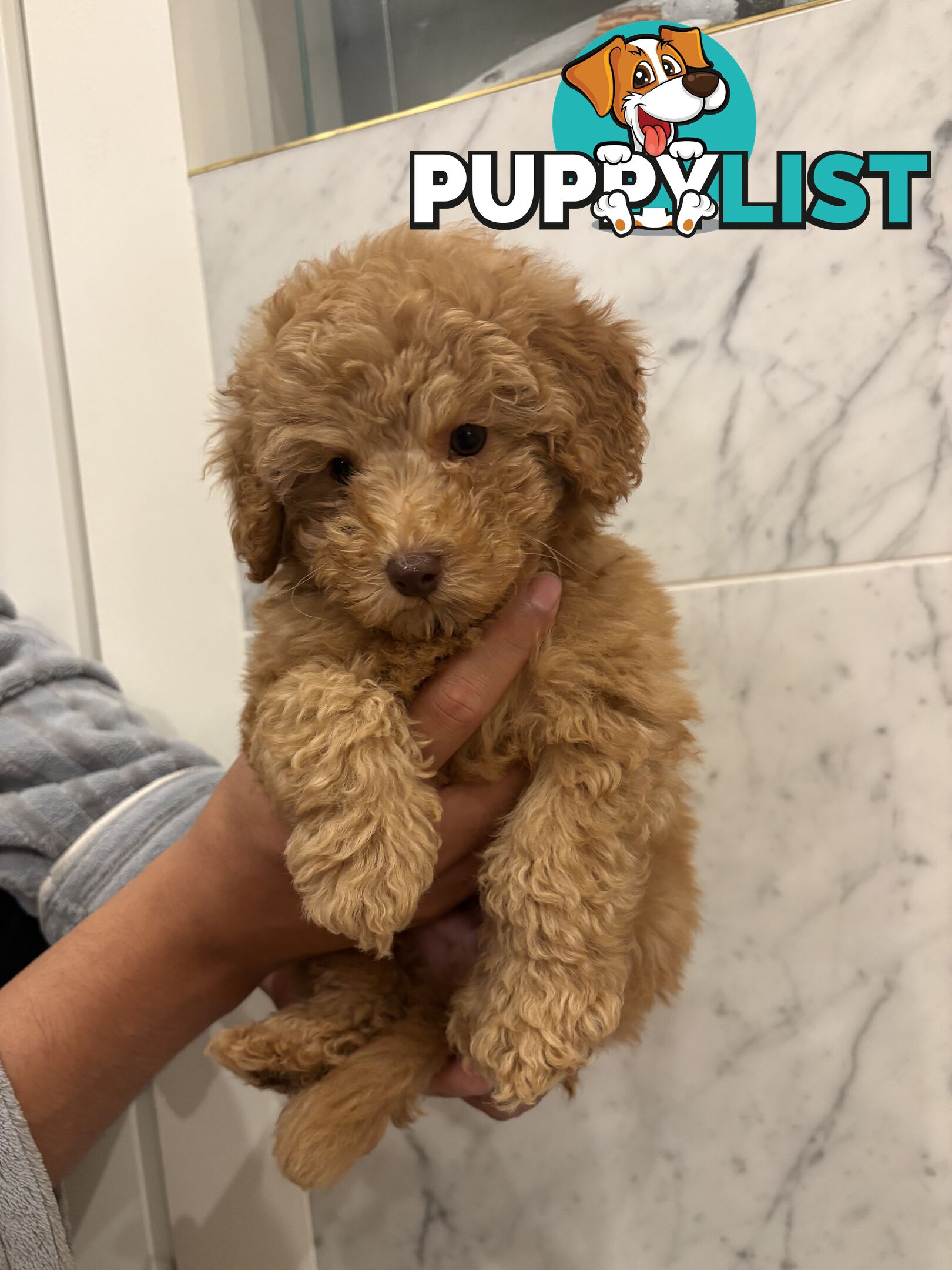💕Beautiful DNA Clear| 🐶Tea Cup/Toy F2B Cavoodle