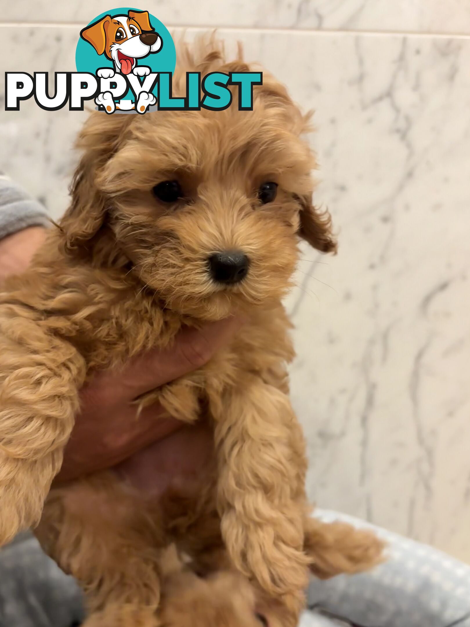 💕Beautiful DNA Clear| 🐶Tea Cup/Toy F2B Cavoodle
