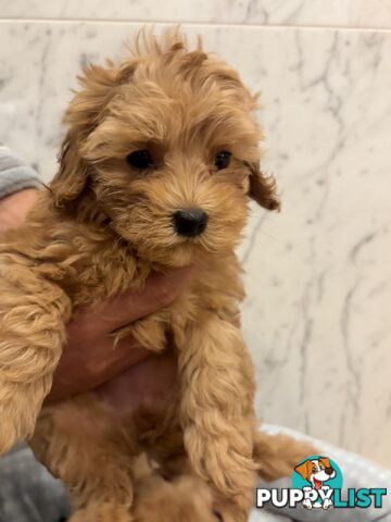 💕Beautiful DNA Clear| 🐶Tea Cup/Toy F2B Cavoodle