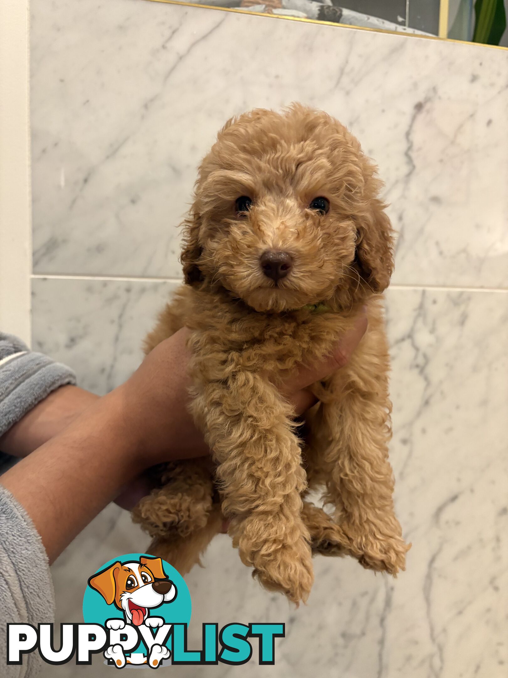 💕Beautiful DNA Clear| 🐶Tea Cup/Toy F2B Cavoodle