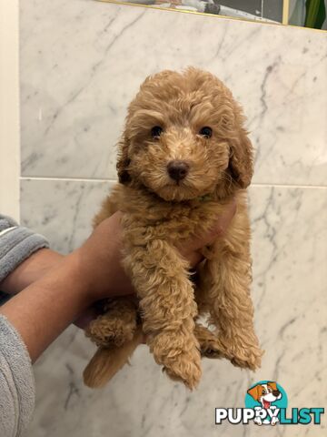 💕Beautiful DNA Clear| 🐶Tea Cup/Toy F2B Cavoodle