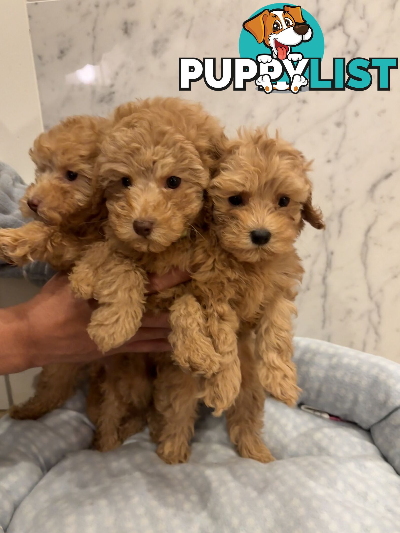💕Beautiful DNA Clear| 🐶Tea Cup/Toy F2B Cavoodle