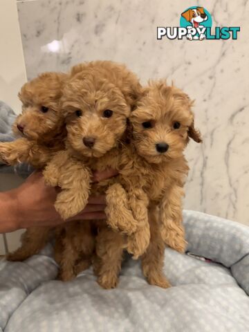 💕Beautiful DNA Clear| 🐶Tea Cup/Toy F2B Cavoodle