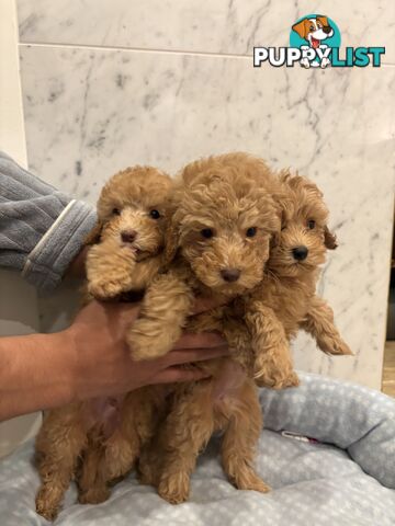 💕Beautiful DNA Clear| 🐶Tea Cup/Toy F2B Cavoodle