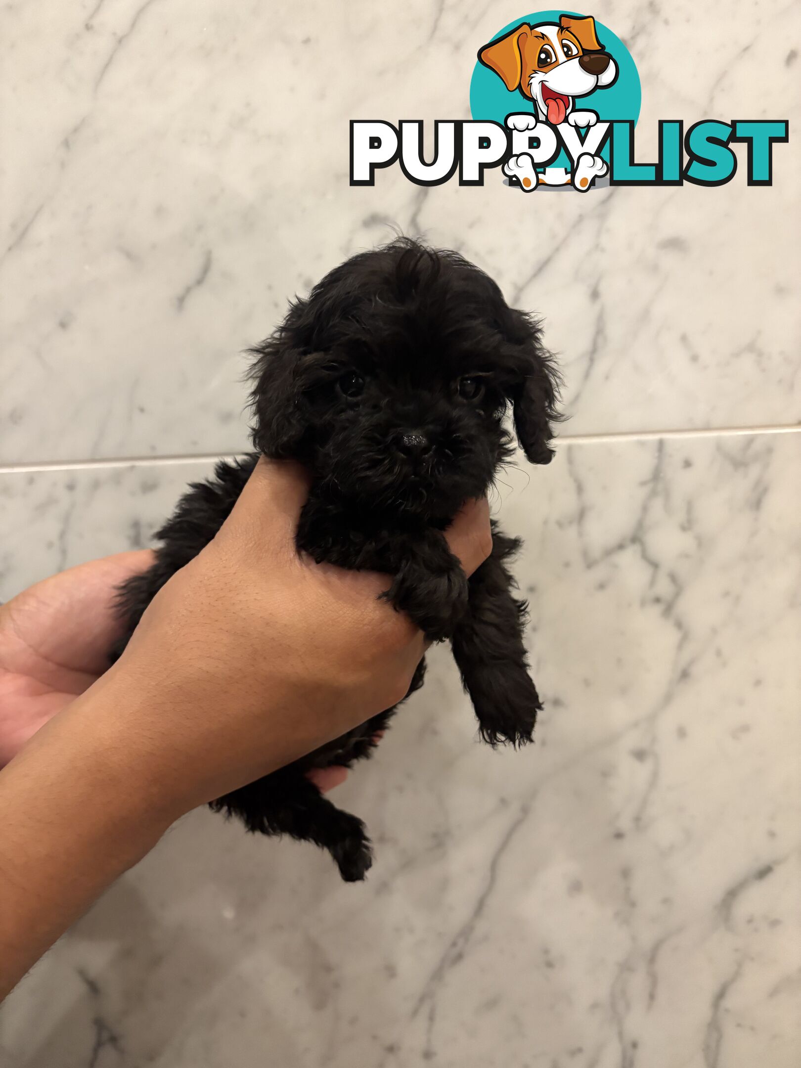 💕Beautiful DNA Clear| 🐶Tea Cup/Toy F2B Cavoodle