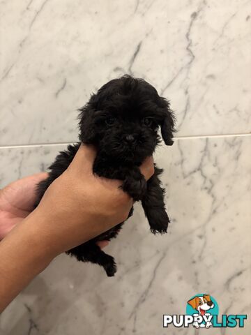 💕Beautiful DNA Clear| 🐶Tea Cup/Toy F2B Cavoodle