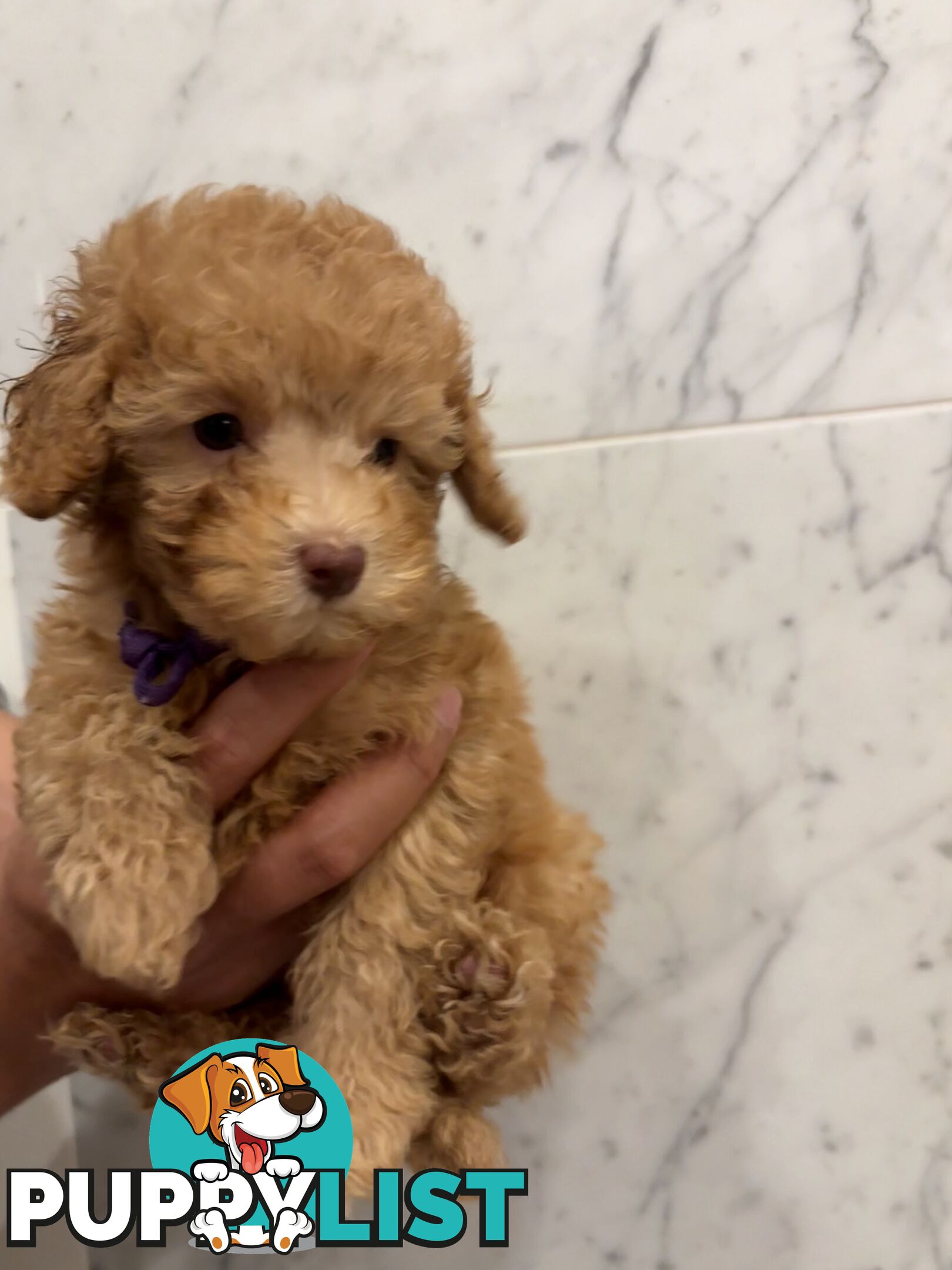 💕Beautiful DNA Clear| 🐶Tea Cup/Toy F2B Cavoodle