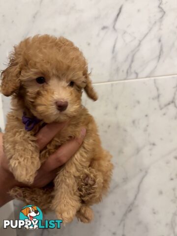 💕Beautiful DNA Clear| 🐶Tea Cup/Toy F2B Cavoodle