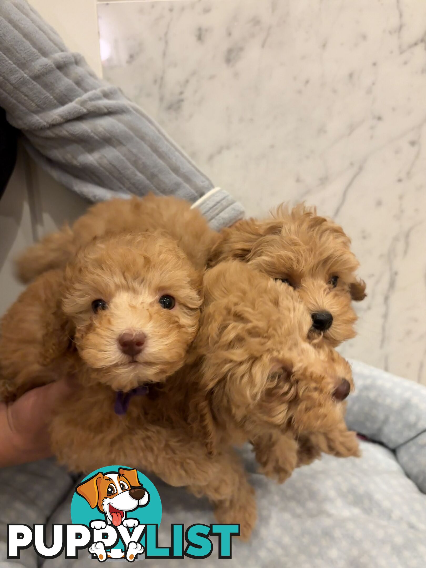 💕Beautiful DNA Clear| 🐶Tea Cup/Toy F2B Cavoodle