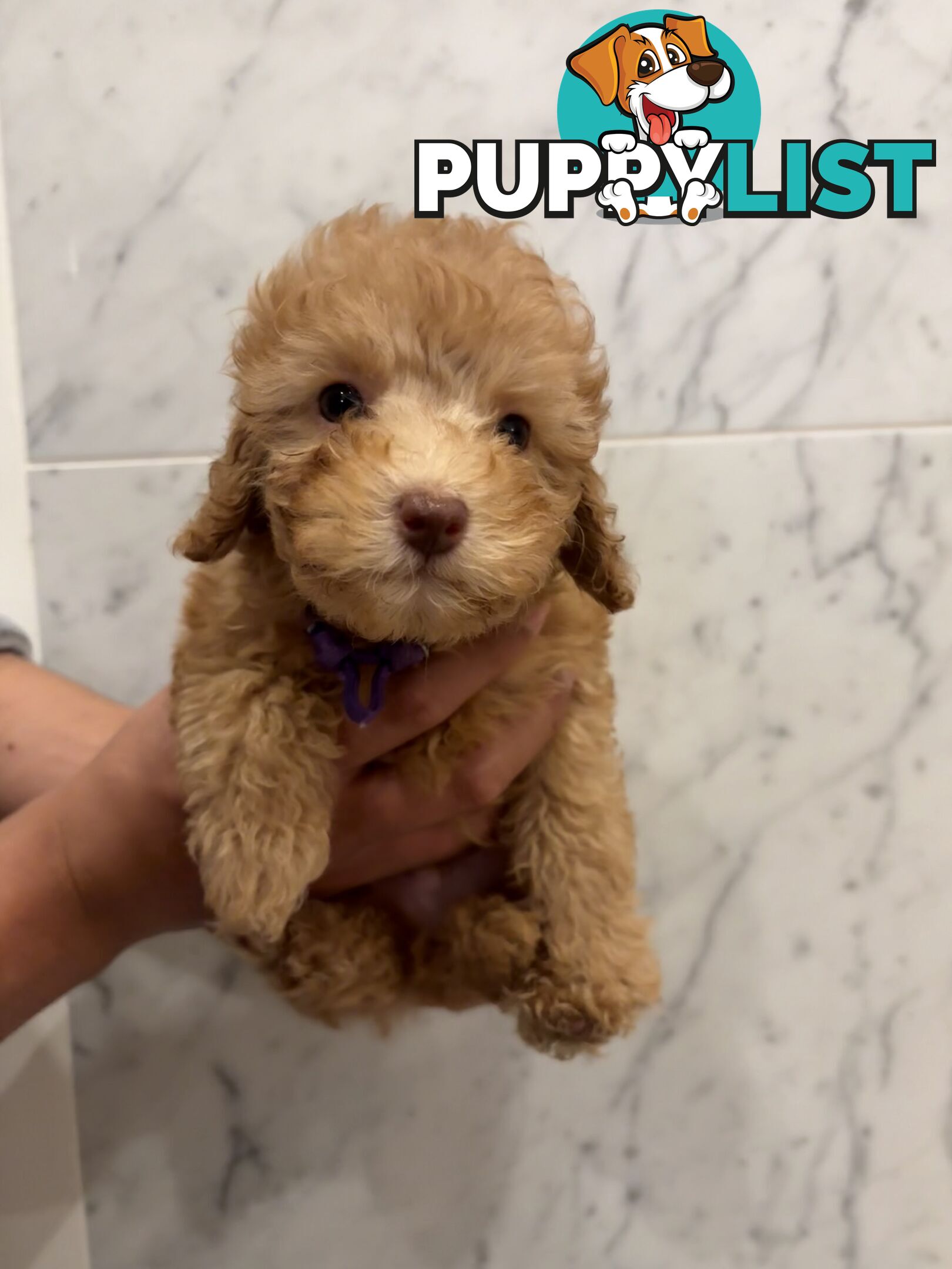 💕Beautiful DNA Clear| 🐶Tea Cup/Toy F2B Cavoodle