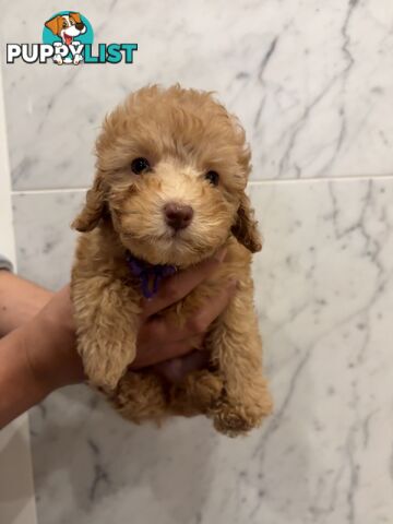 💕Beautiful DNA Clear| 🐶Tea Cup/Toy F2B Cavoodle