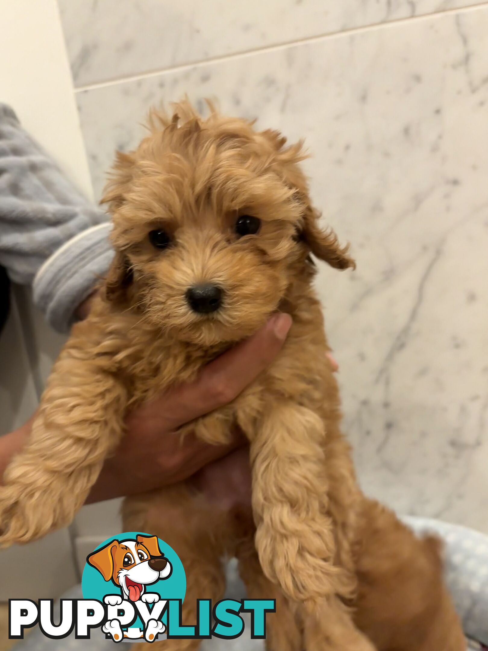 💕Beautiful DNA Clear| 🐶Tea Cup/Toy F2B Cavoodle