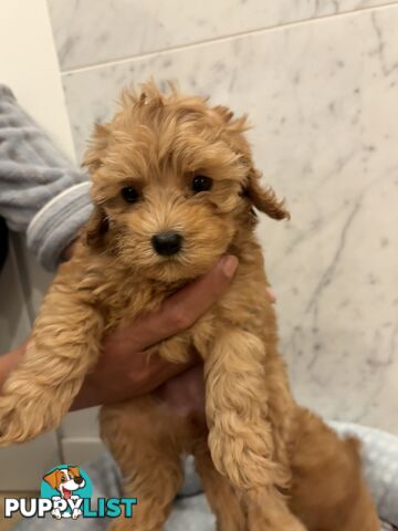 💕Beautiful DNA Clear| 🐶Tea Cup/Toy F2B Cavoodle
