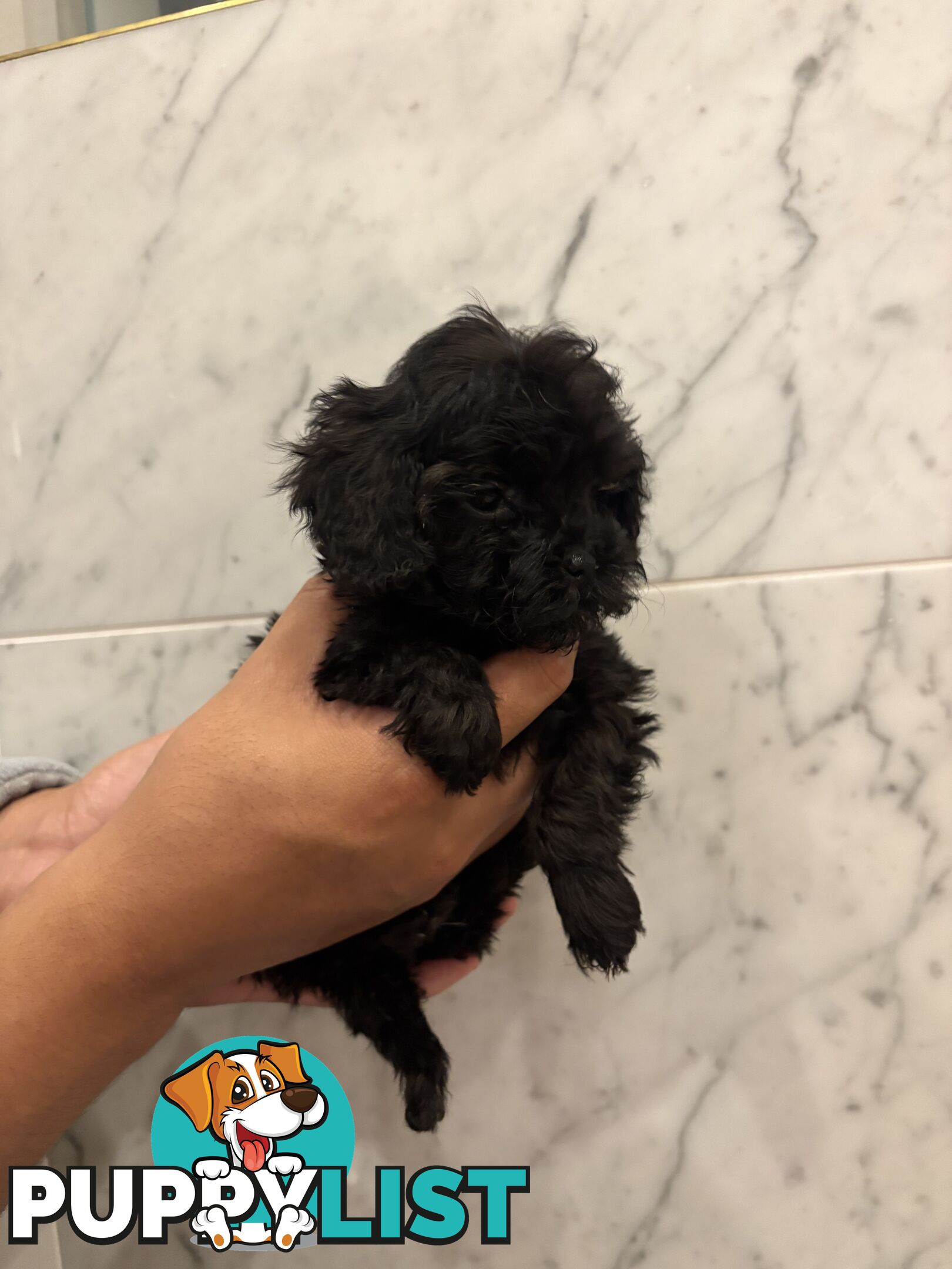 💕Beautiful DNA Clear| 🐶Tea Cup/Toy F2B Cavoodle
