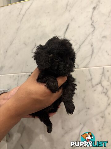 💕Beautiful DNA Clear| 🐶Tea Cup/Toy F2B Cavoodle