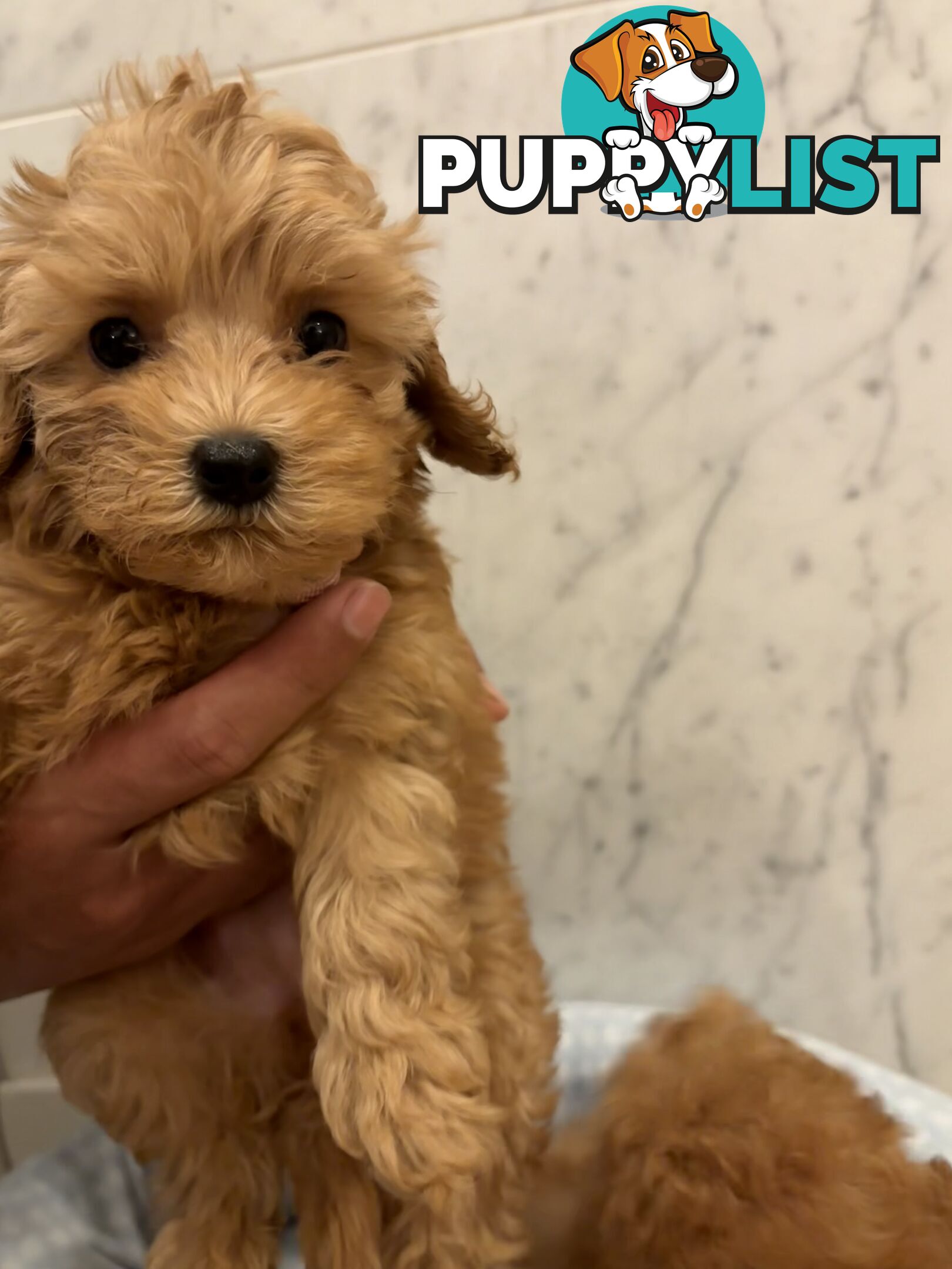 💕Beautiful DNA Clear| 🐶Tea Cup/Toy F2B Cavoodle