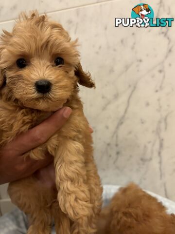 💕Beautiful DNA Clear| 🐶Tea Cup/Toy F2B Cavoodle