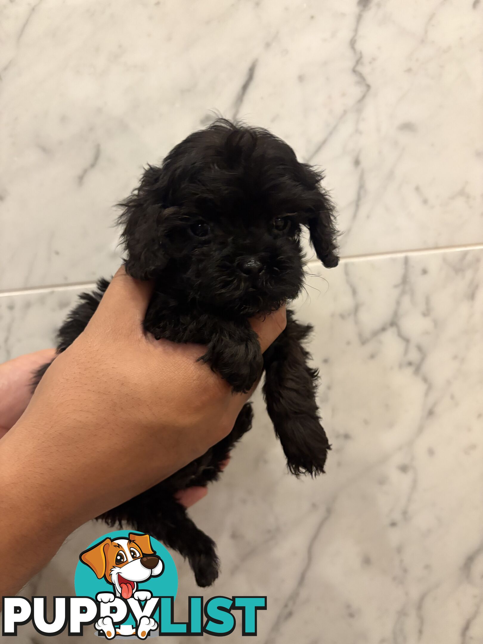 💕Beautiful DNA Clear| 🐶Tea Cup/Toy F2B Cavoodle
