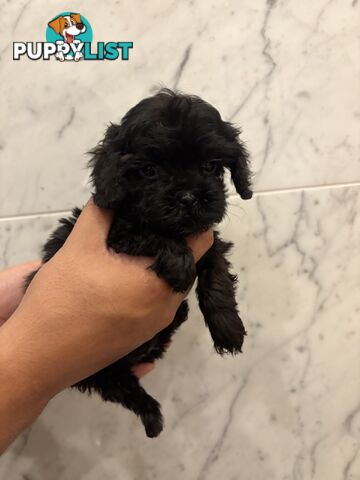 💕Beautiful DNA Clear| 🐶Tea Cup/Toy F2B Cavoodle