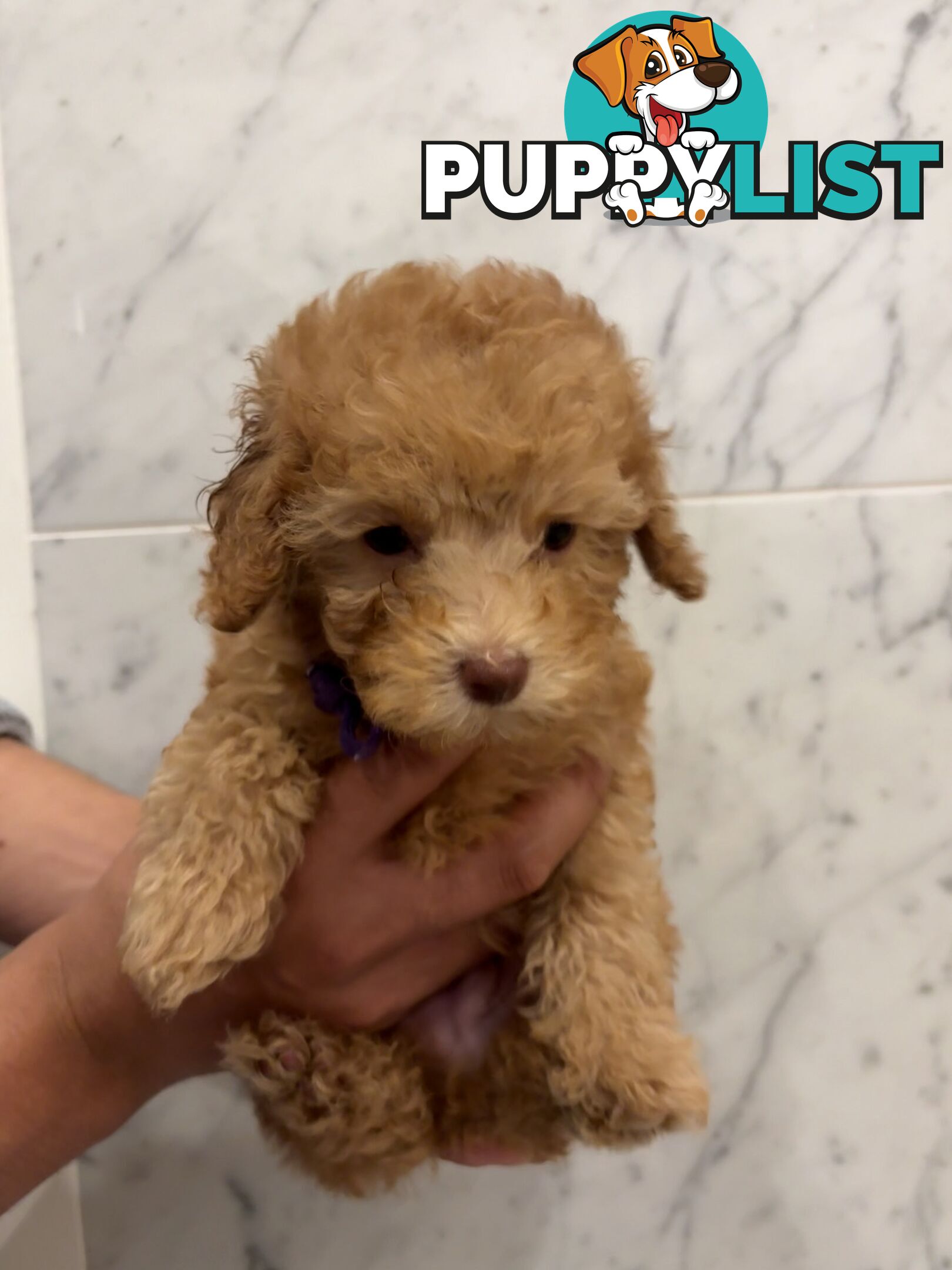 💕Beautiful DNA Clear| 🐶Tea Cup/Toy F2B Cavoodle