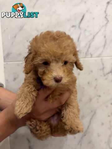 💕Beautiful DNA Clear| 🐶Tea Cup/Toy F2B Cavoodle