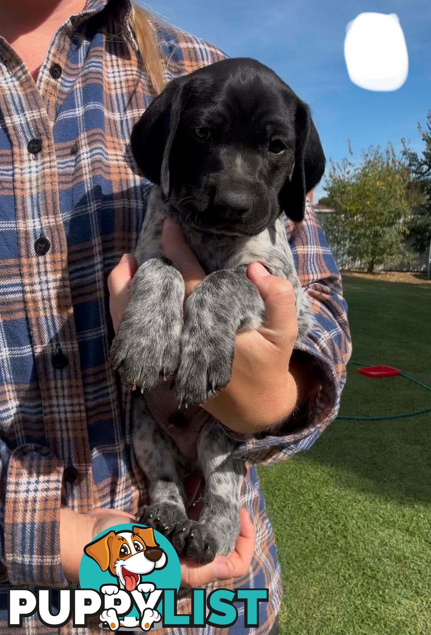 German shorthaired Pointer puppies