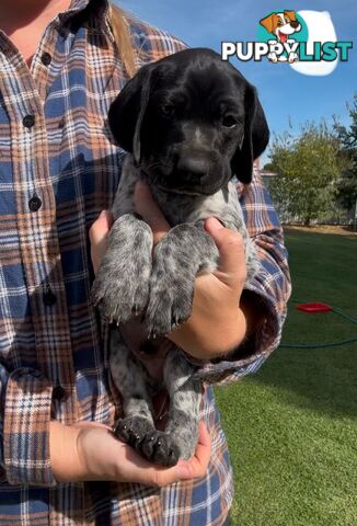 German shorthaired Pointer puppies